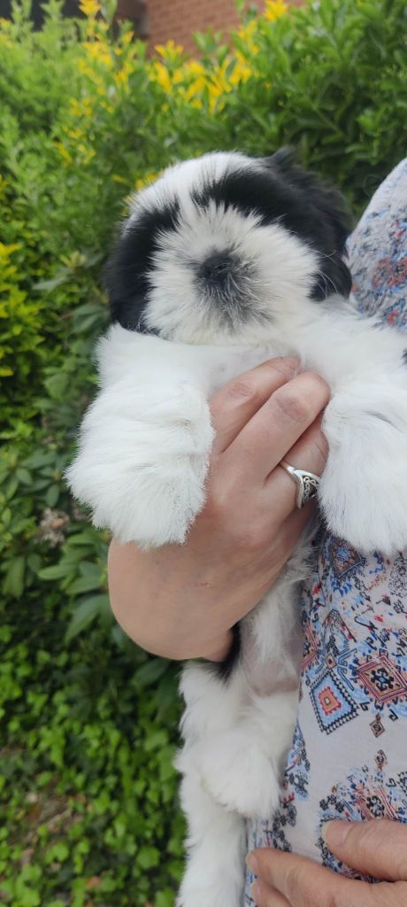 Lyns-Avenly - Chiot disponible  - Shih Tzu