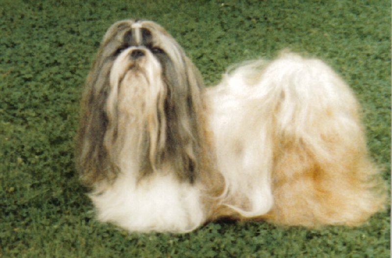 Chicatita Hai li